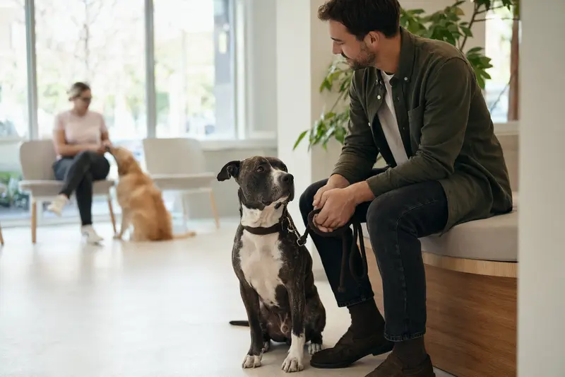 Ein ruhiger Pit Bull sitzt neben seinem Besitzer im hellen Wartezimmer einer modernen Tierarztpraxis.
